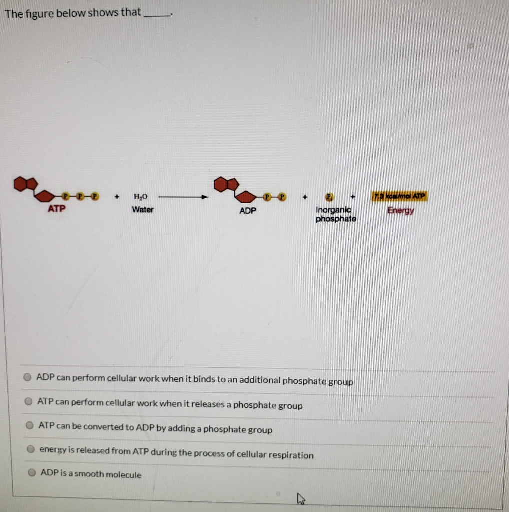 Solved The figure below shows that __ H2O Water ADP ATP | Chegg.com