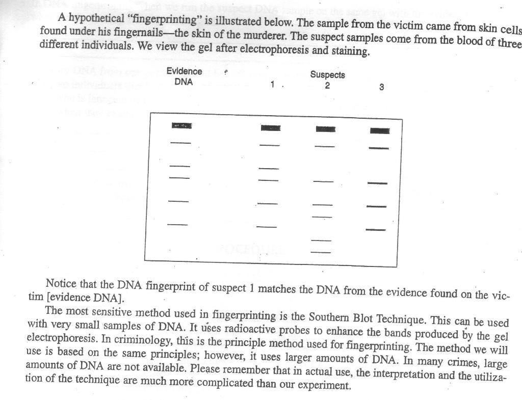 dna fingerprinting essay questions