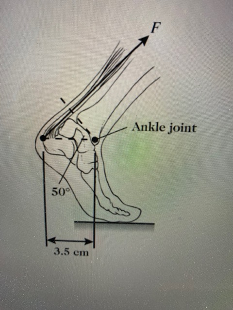 Foot Torque Example Solved 1. The figure shows a person's foot. In that figure, | Chegg.com