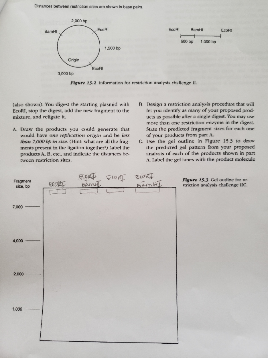 Solved Restriction Analysis Challenge - Student Activity 15 | Chegg.com