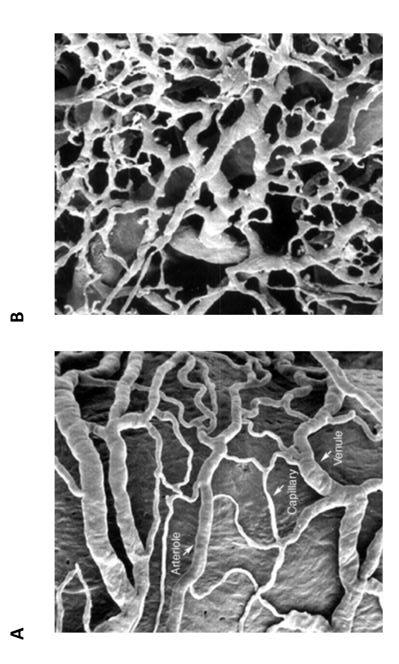 Solved The pictures below are scanning electron microscopy | Chegg.com