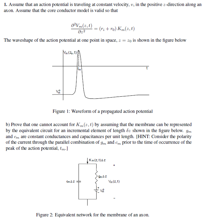 1. Assume that an action potential is traveling at | Chegg.com