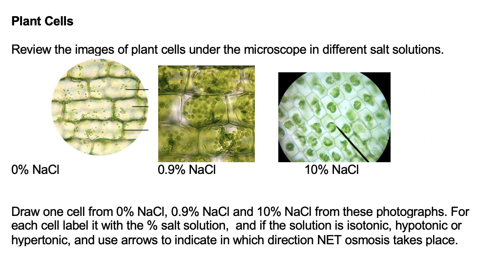 hypotonic plant cell