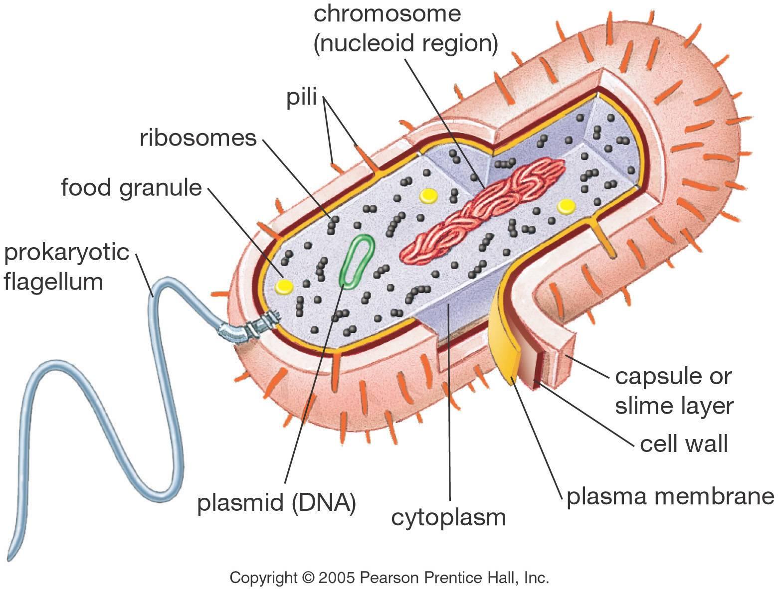 Pro Lecture 11 The Cell: Prokaryotic & Eukaryotic Structure Flashcards |  Chegg.com