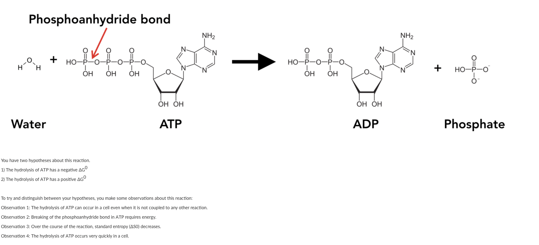 Solved Phosphoanhydride bond T/F: Observation 4 is | Chegg.com