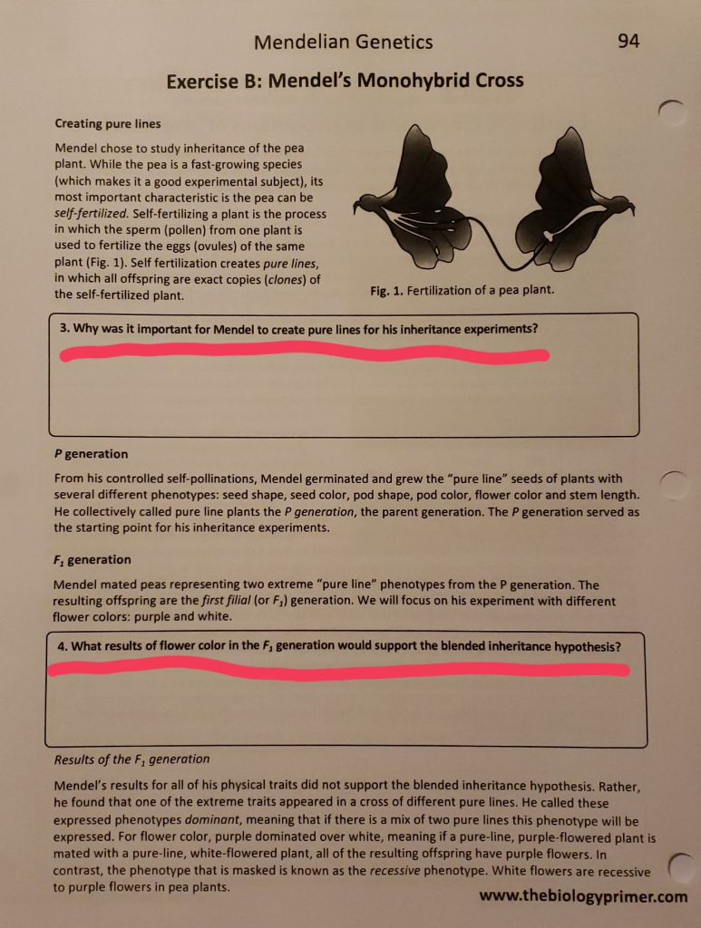 Solved: Mendelian Genetics 94 Exercise B: Mendel's Monohyb... | Chegg.com