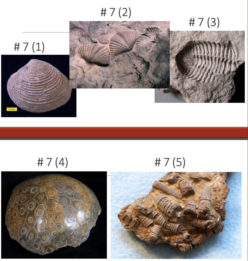 Solved 7. Use the fossil identification charts to help you 