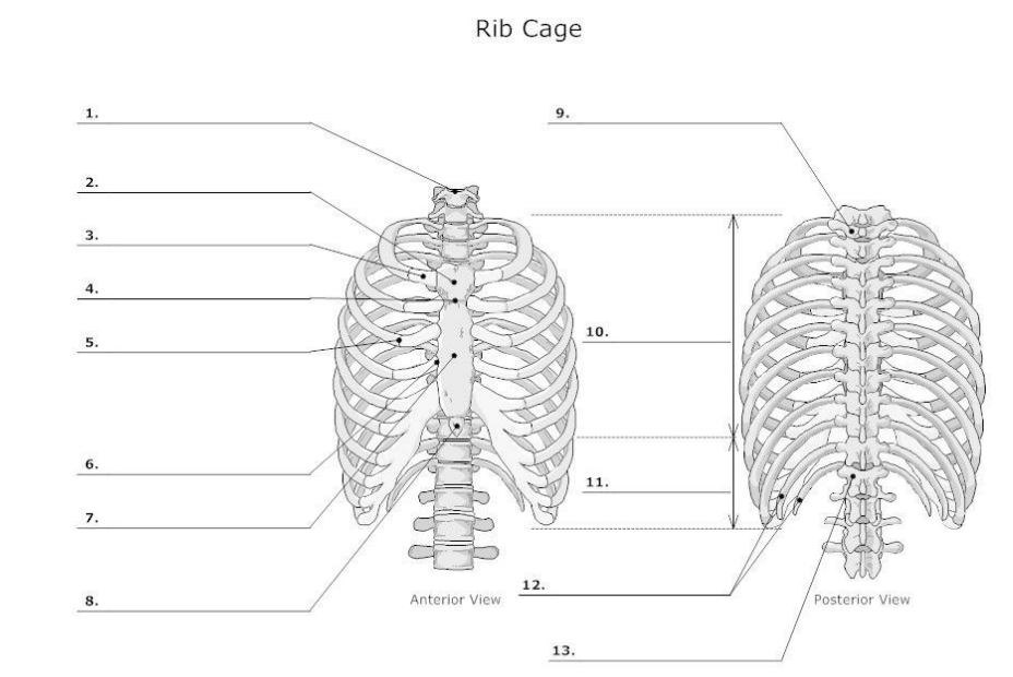 thoracic cage diagram labeled