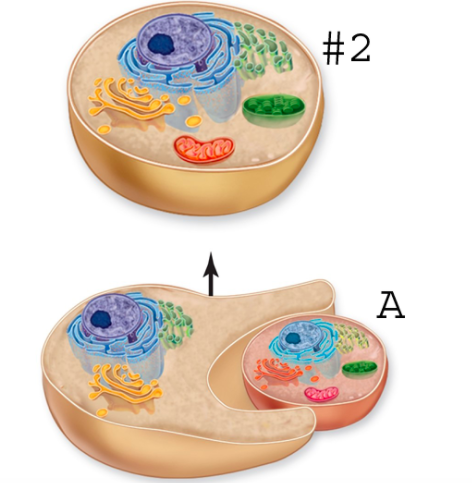 Solved 1. what is the evolutionary process indicated by | Chegg.com