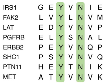 SH2 domains are protein interaction domains that bind | Chegg.com