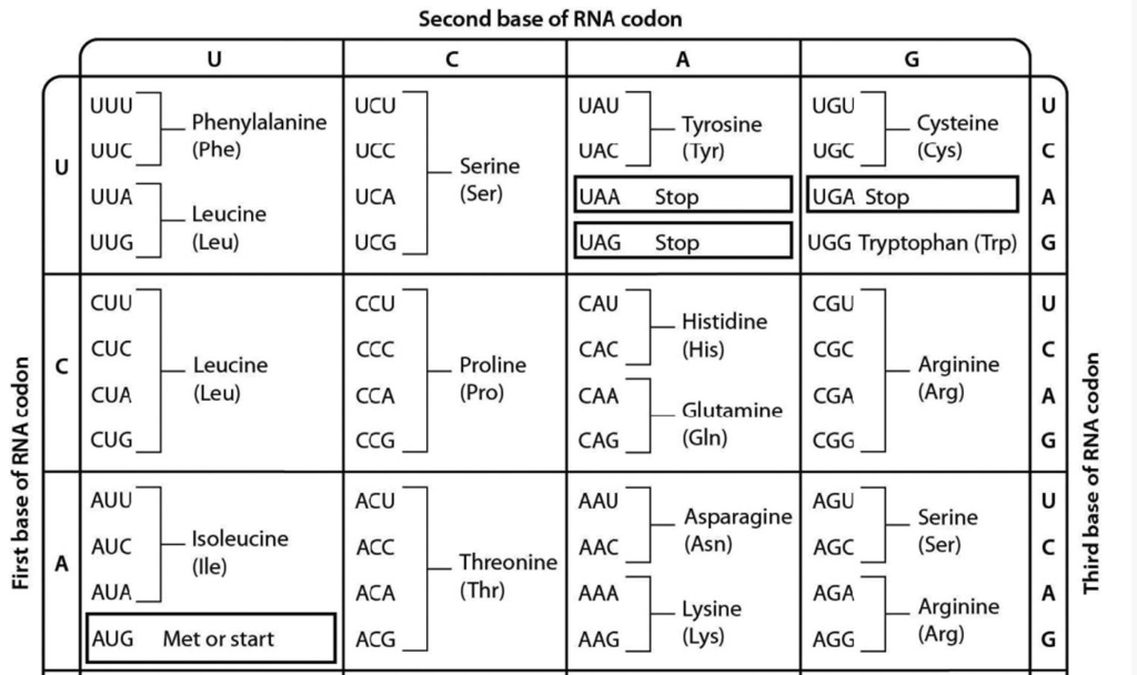 Solved Second Base Of Rna Codon U с А G Uuu Ucu Uau Ugu