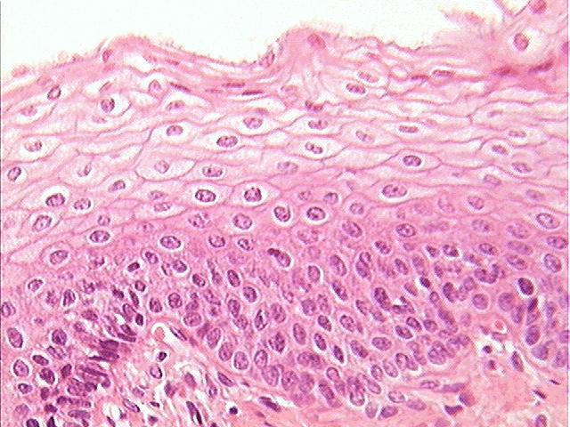 epithelial tissue under microscope