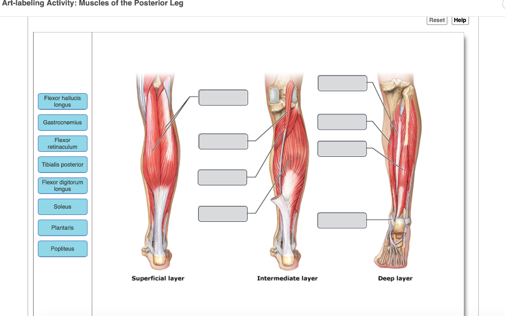 Art-labeling Activity: Intrinsic Muscles of the Foot | Chegg.com