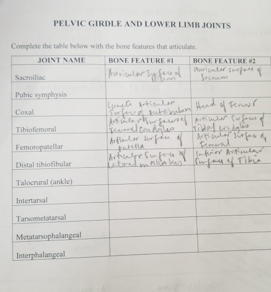 Pelvic girdle and lower limb: overview and surface anatomy