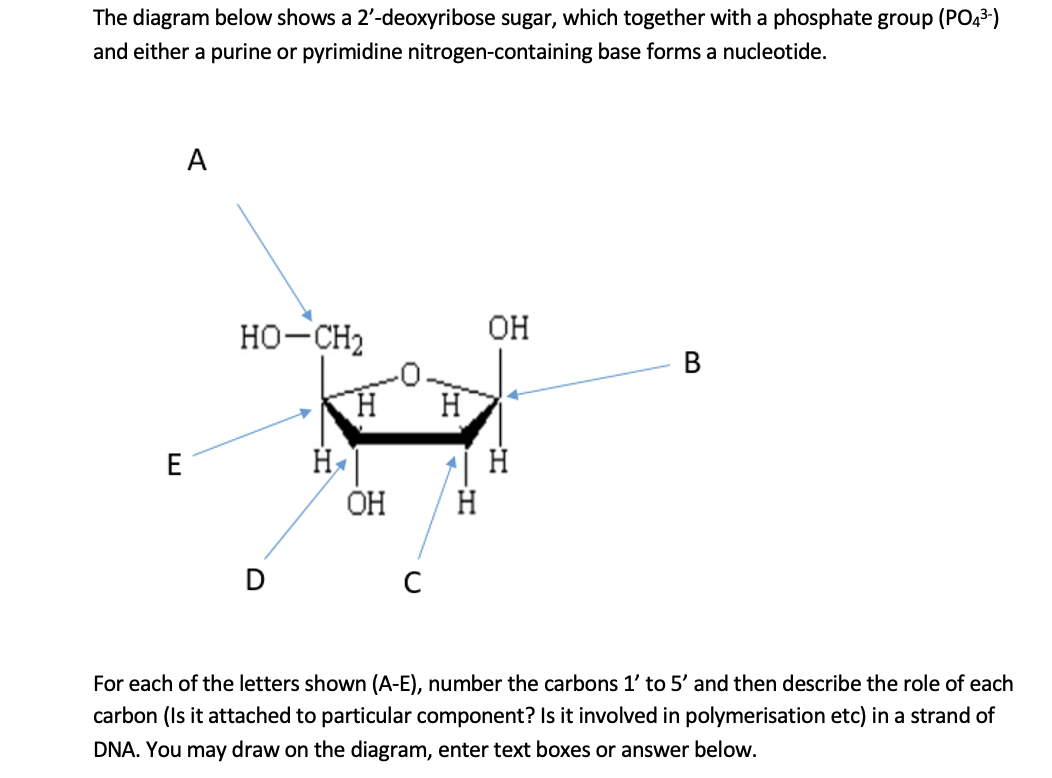 Solved The diagram below shows a 2'deoxyribose sugar, which