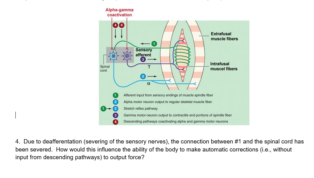 Solved Alpha-gamma coactivation Extrafusal muscle fibers | Chegg.com