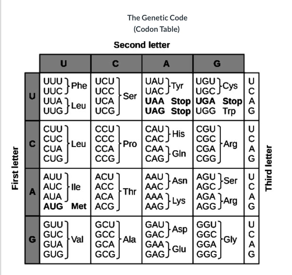 Solved Here Is The Same Wild Type Dna Sequence As The 