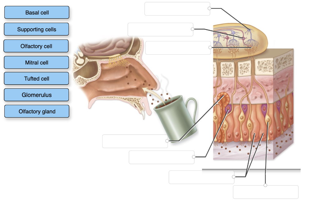 Solved Basal cell Supporting cells Olfactory cell Mitral