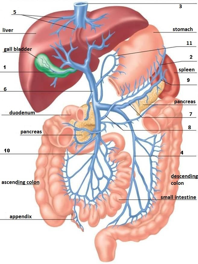 Воротная вена печени анатомия схема