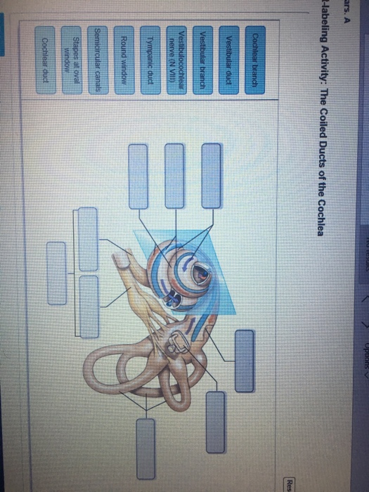 Solved ars. A -labeling Activity: The Coiled Ducts of the | Chegg.com