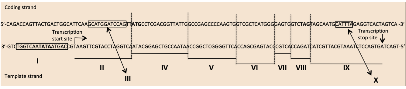 Stranded And Coding Strand Solved Coding strand | Chegg.com