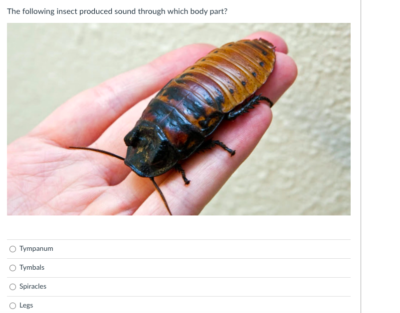 Solved What is the structure labeled B Tympanal organ