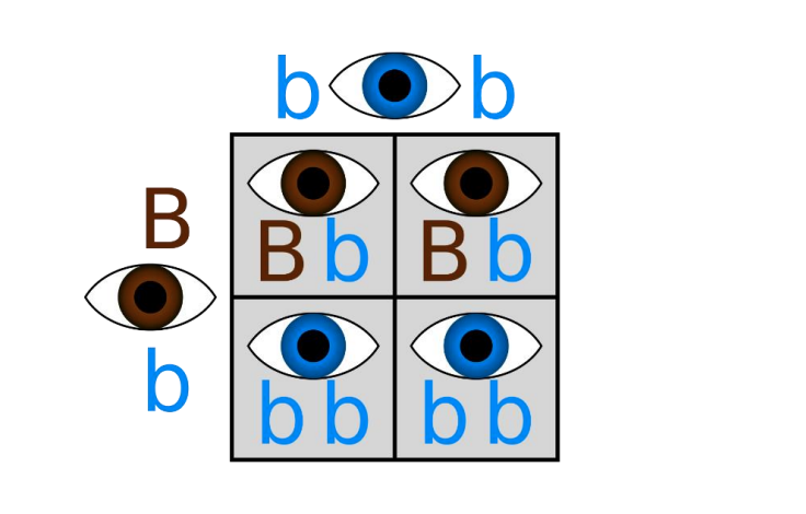 Every person has two eye color genes (for simplicity, | Chegg.com