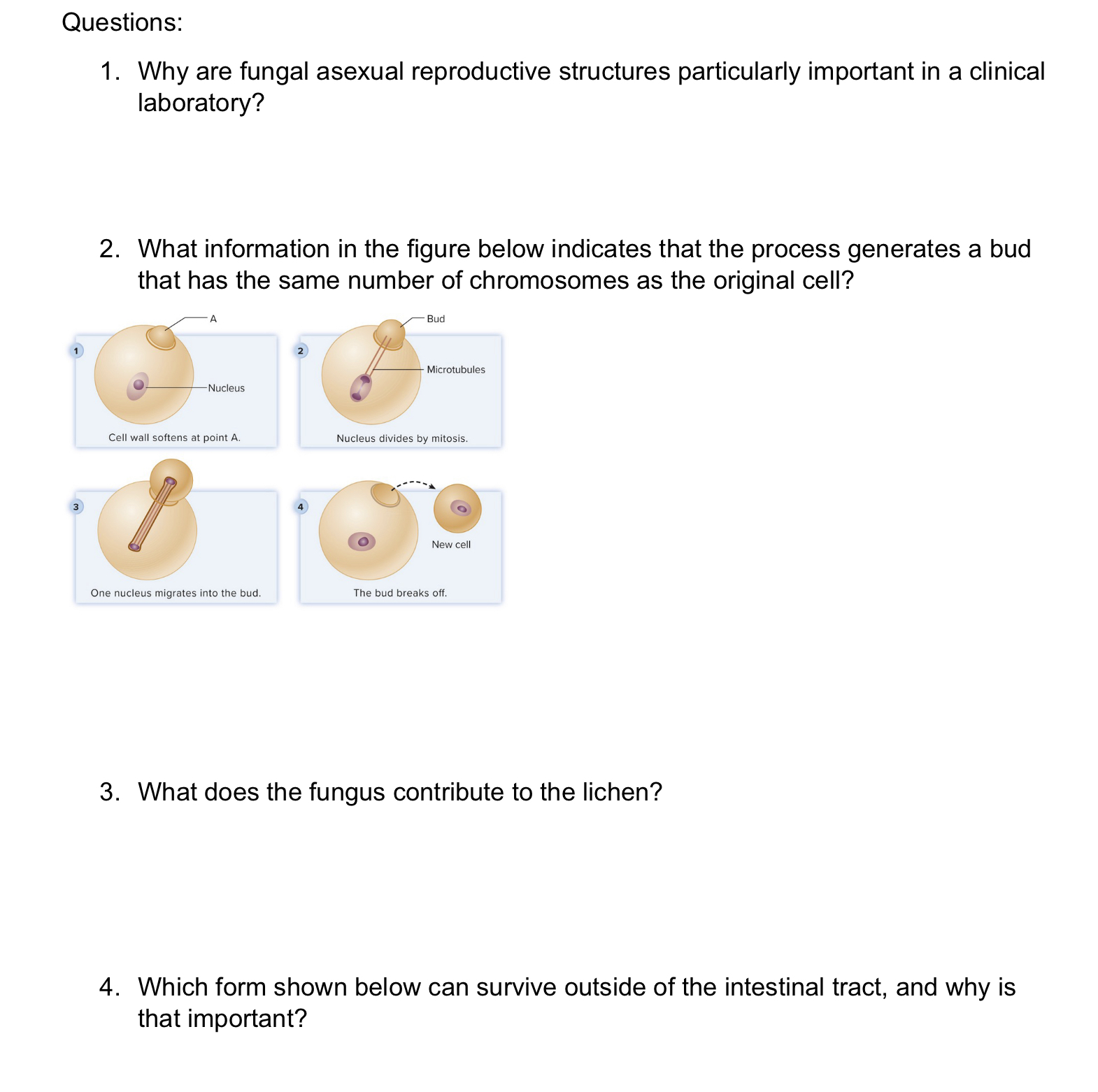 Solved 1. Why are fungal asexual reproductive structures | Chegg.com