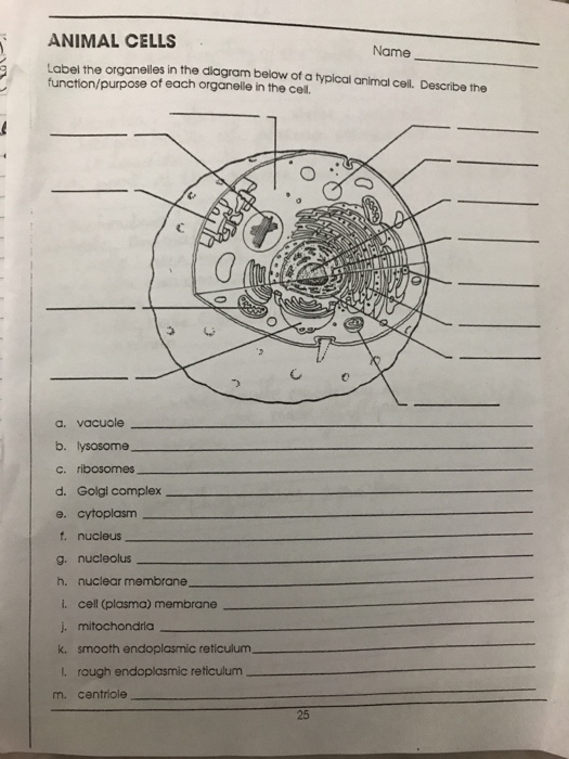 Solved MICROSCOPE CROSSWORD Name Across 3. Lens that allows