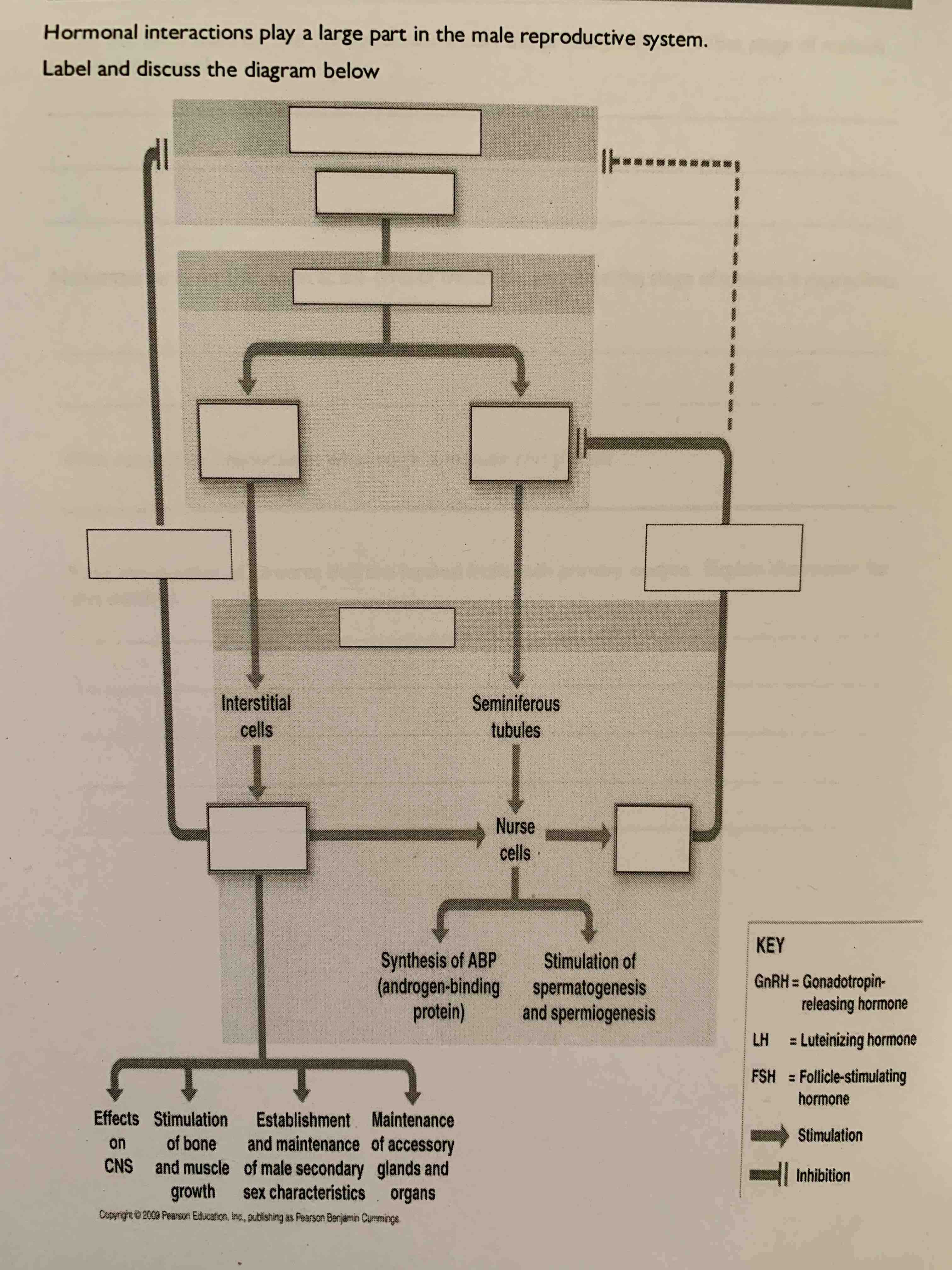 Solved hormonal interactions in the male reproductive system | Chegg.com