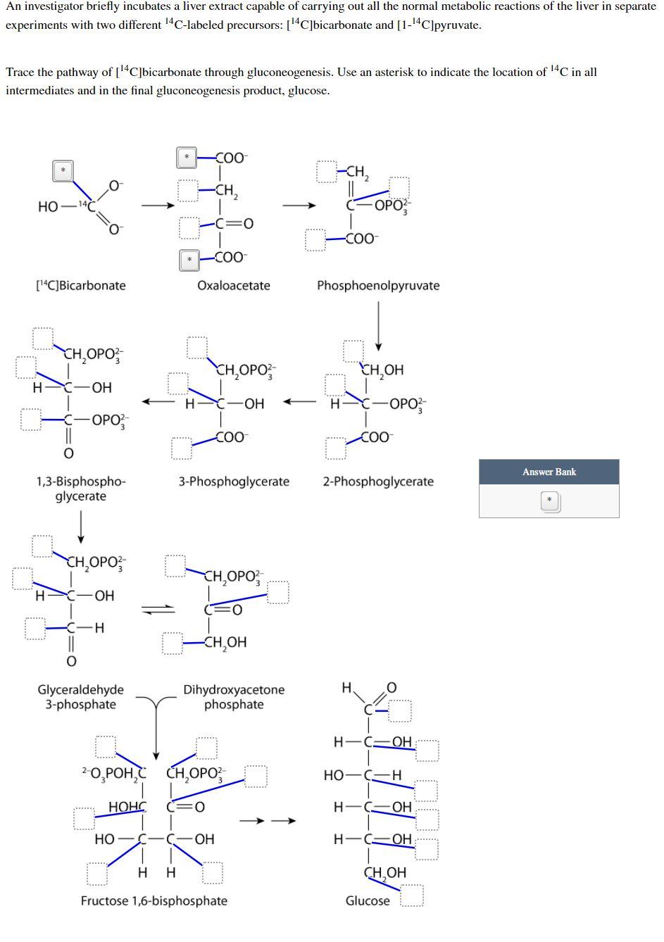 Solved An investigator briefly incubates a liver extract
