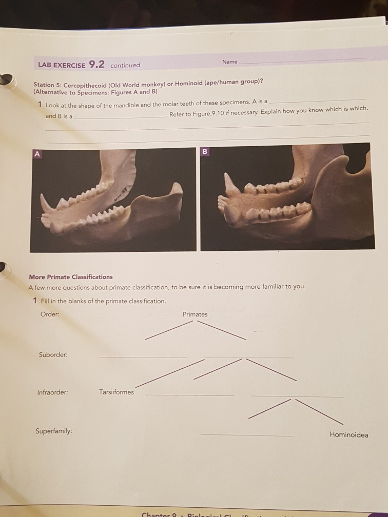 LAB EXERCISE Name .) 9.2 Primate Classification | Chegg.com