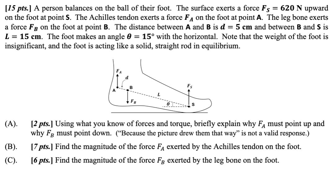 Solved [15 pts.] A person balances on the ball of their | Chegg.com