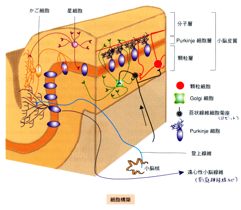 生理学 神経系の機能 Flashcards Chegg Com