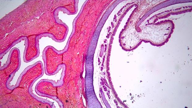 Solved 1- Identify The Tissues Shown In The Image And Label | Chegg.com ...