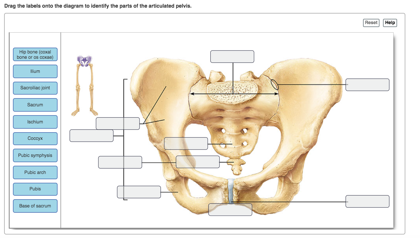 Labeling - Bones of Pelvis Diagram