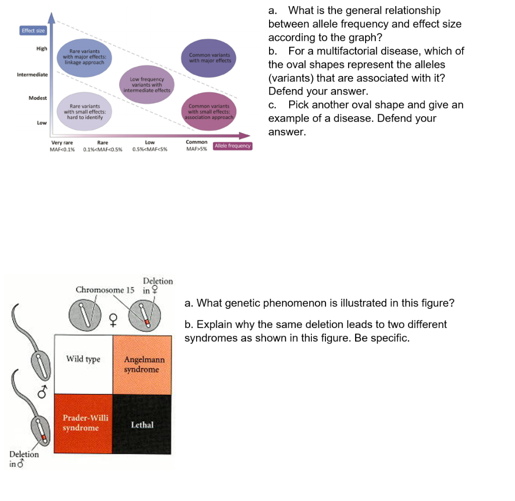 Allele frequency and effect sizes for genetic variants associated