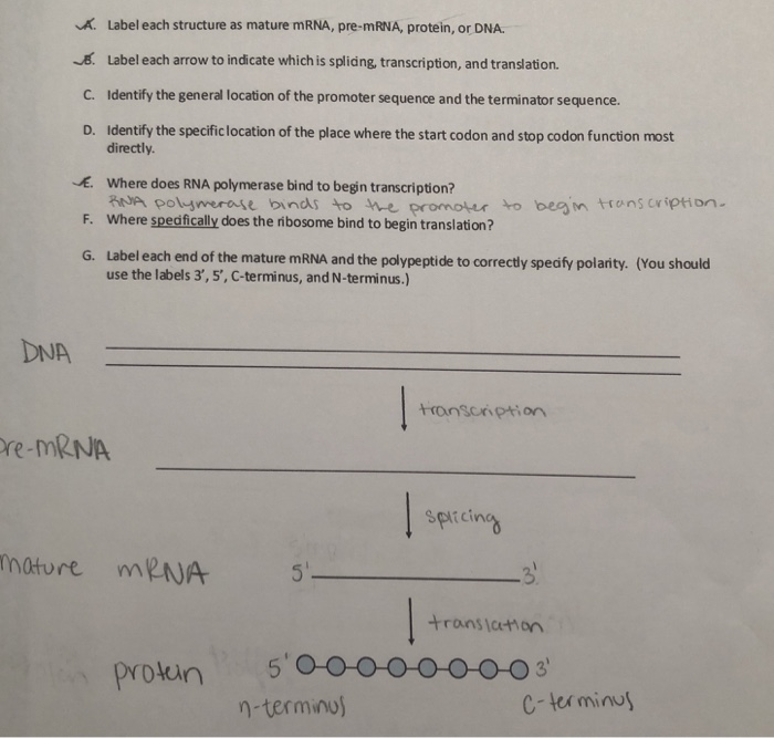 Solved Label each structure as mature mRNA, pre-mRNA, | Chegg.com
