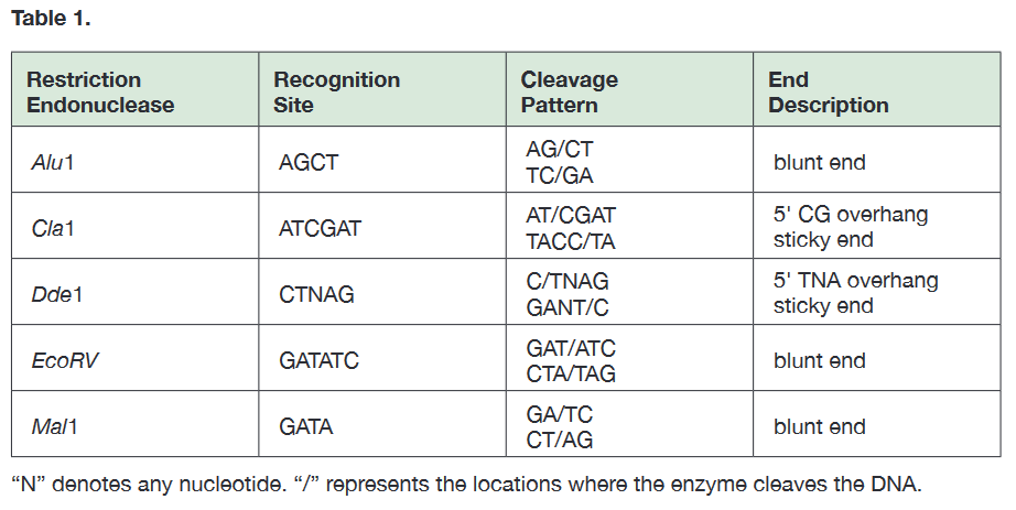 Solved Table 1 Restriction Endonuclease Recognition Site 6528