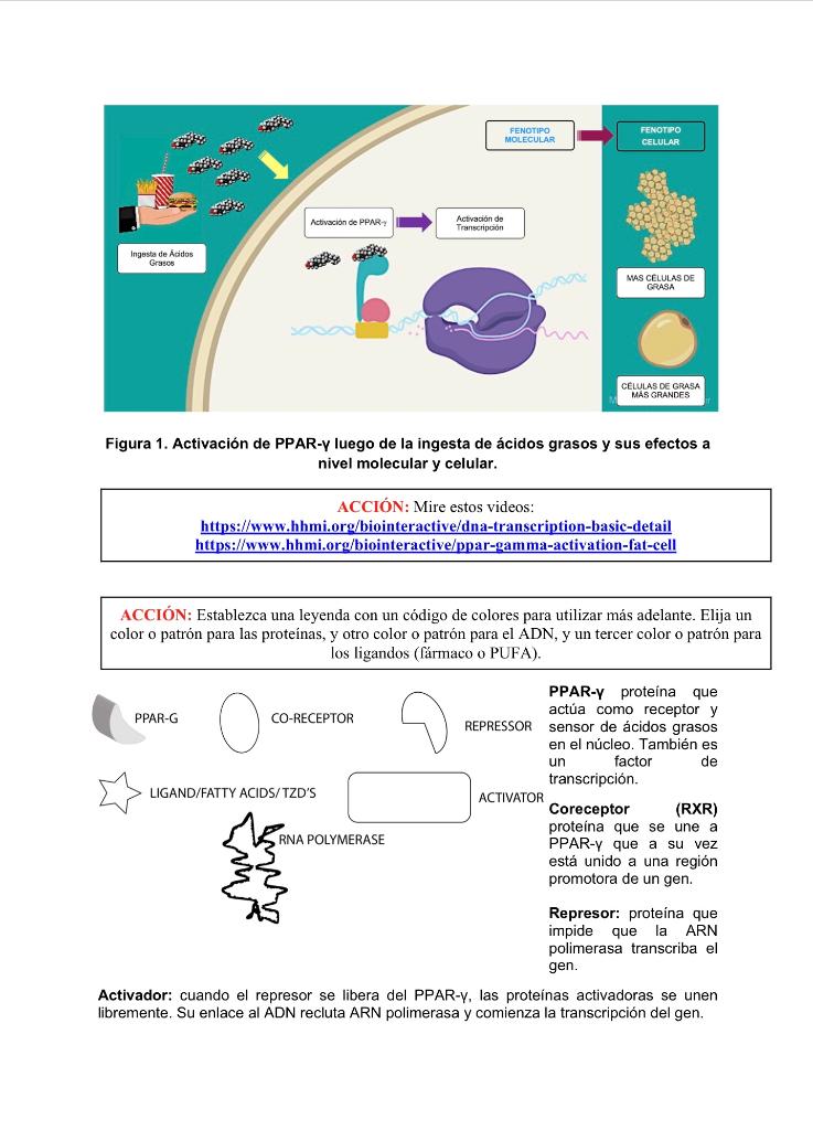 Figura 1. Activación de PPAR-y luego de la ingesta de ácidos grasos y sus efectos a nivel molecular y celular. ACCIÓN: Mire e