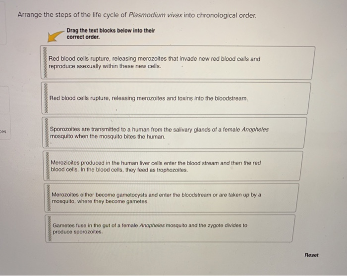 Solved Arrange the steps of the life cycle of Plasmodium