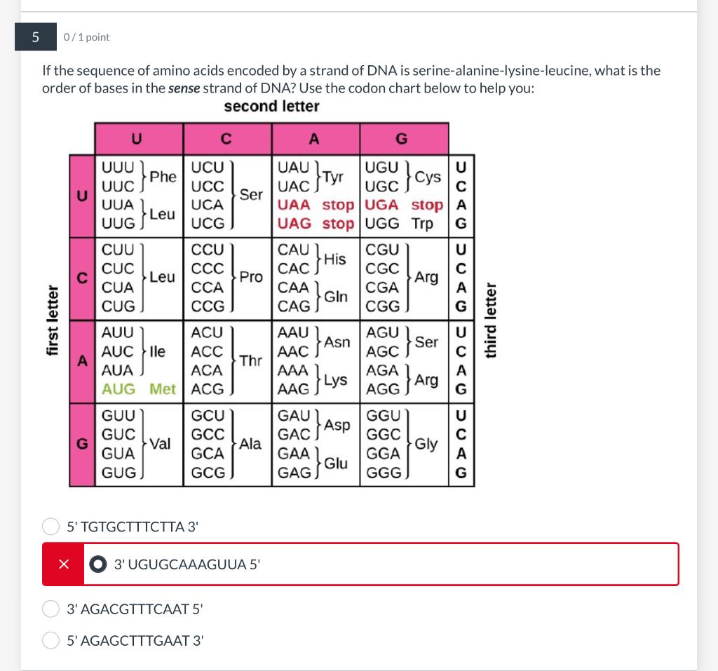 Solved 5 0/1 point If the sequence of amino acids encoded by | Chegg.com