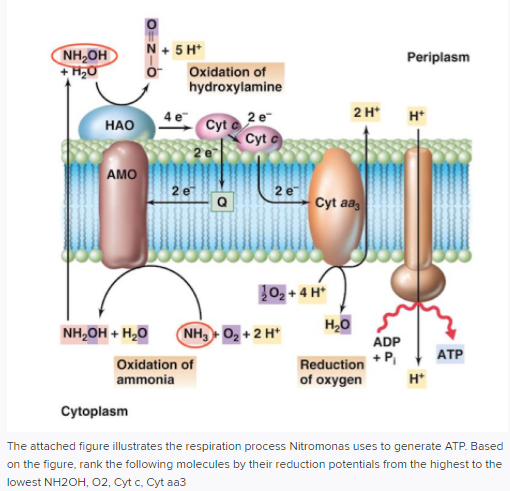 Solved NH,OH +H20 Periplasm N + 5 H+ Oxidation of | Chegg.com