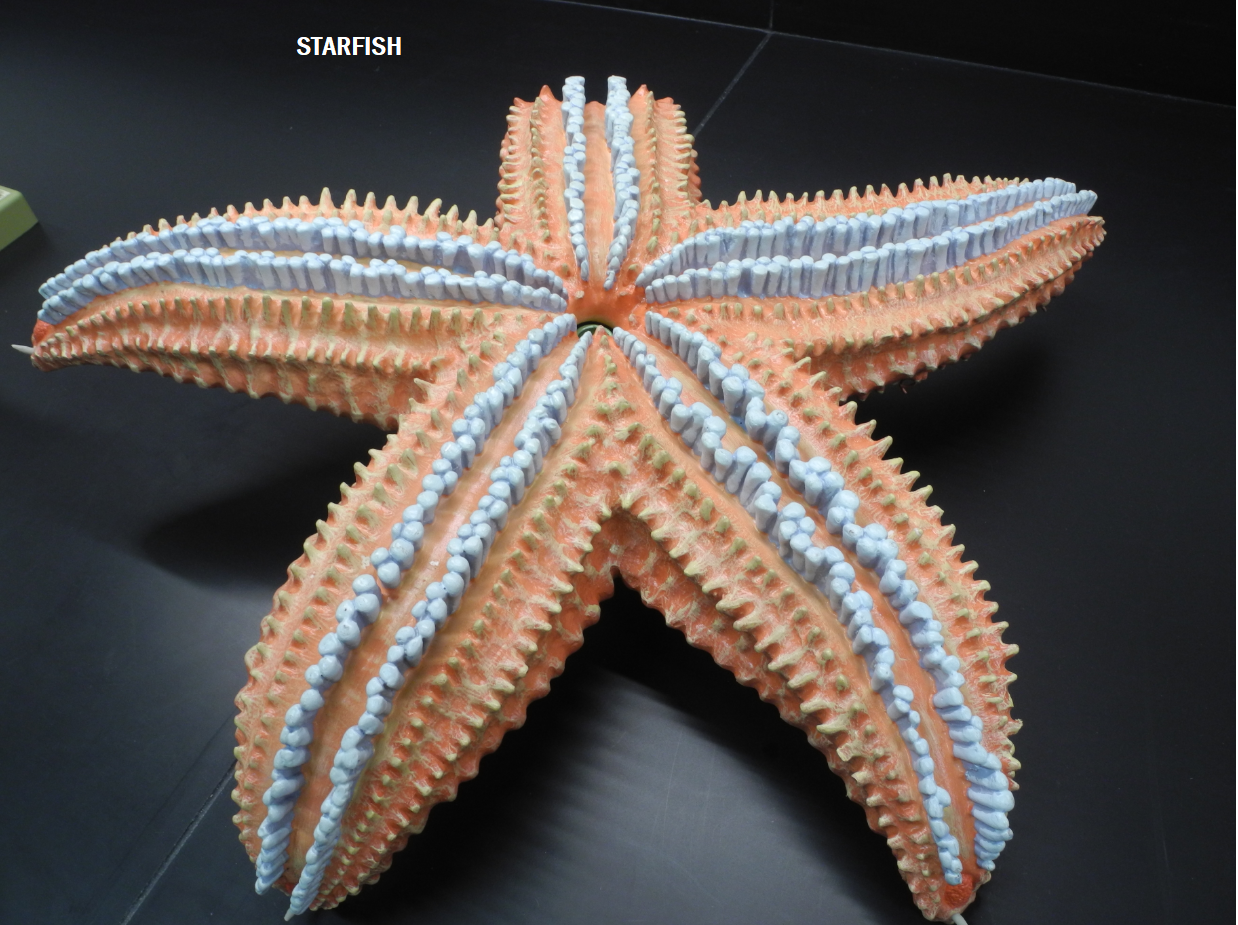 Solved STARFISH | Chegg.com