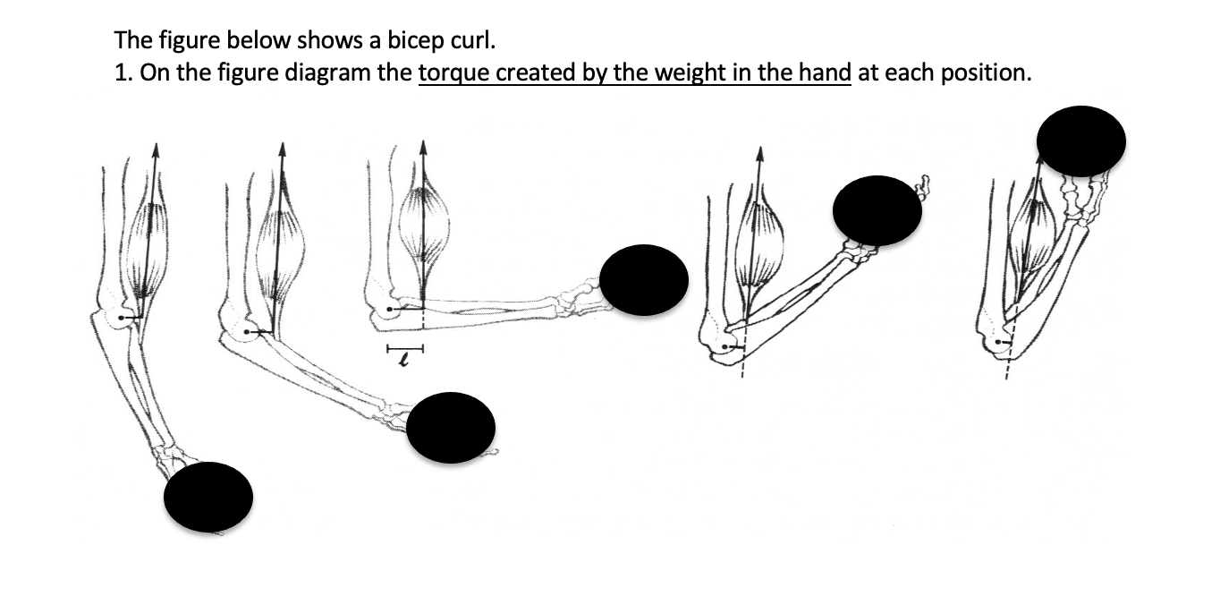 Solved The figure below shows a bicep curl. 1. On the figure | Chegg.com