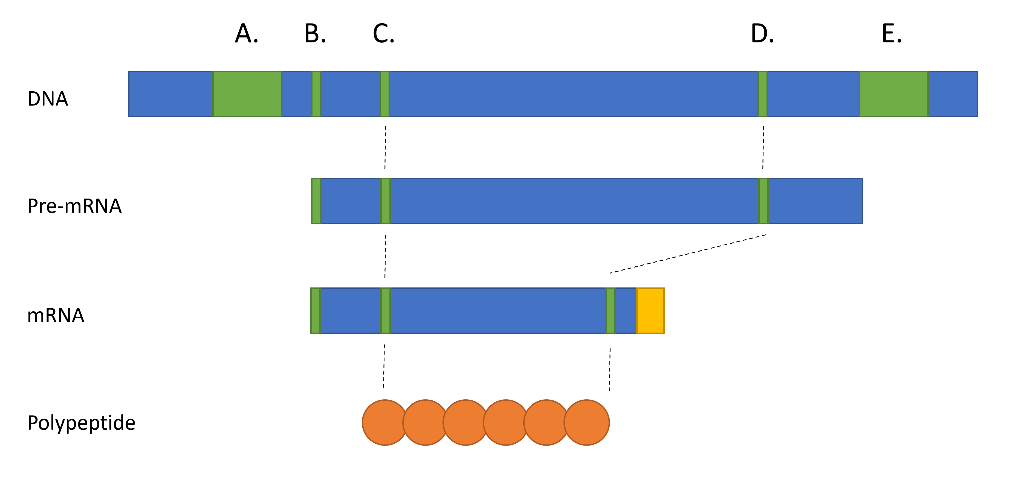Solved Below is a diagram depicting the placement of various | Chegg.com