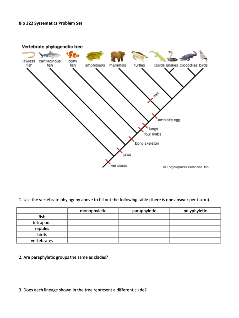 Vertebrate Cladogram Answer Key