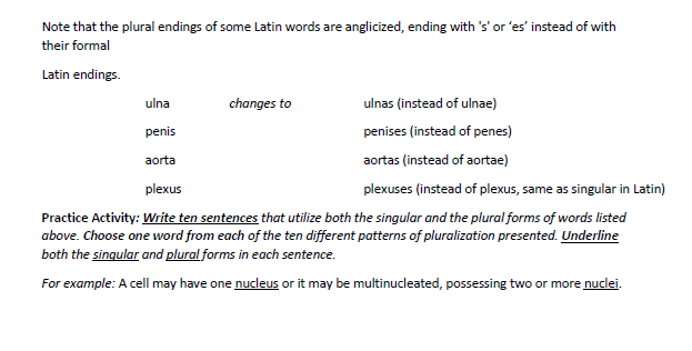 Solved Exercise G Singular And Plural Endings Background Chegg Com