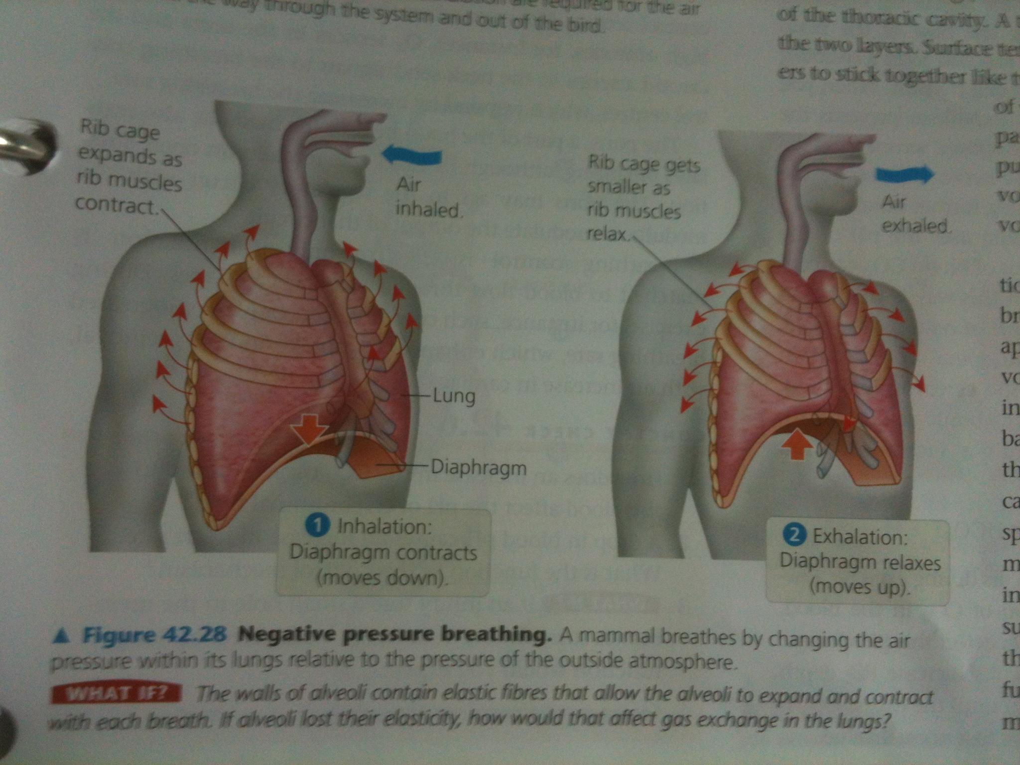 Chapter 42 circulation & gas exchange Flashcards | Chegg.com