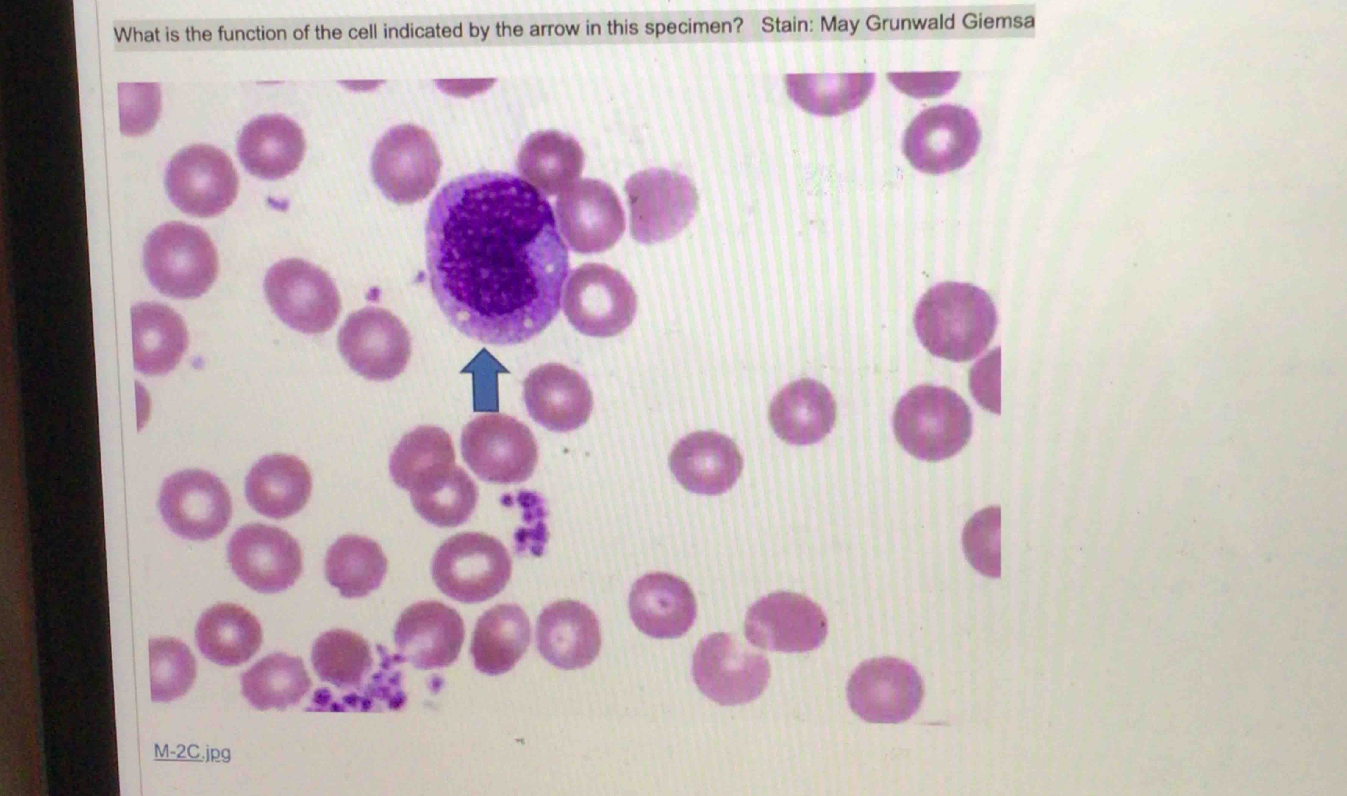 Solved What is the function of the cell indicated by the | Chegg.com